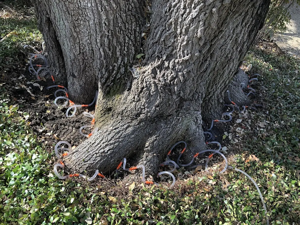 Detailed Tree Cabling and Bracing job site in Yuba City